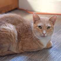 Thumbnail photo of Victory #3