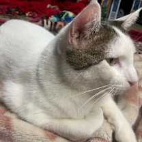 Thumbnail photo of Ghost #4