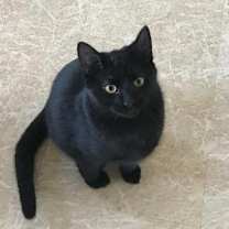 Thumbnail photo of Bodie #3