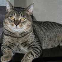 Thumbnail photo of Captain Crunch #3