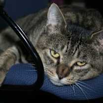 Thumbnail photo of Captain Crunch #4