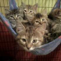 Thumbnail photo of Foster Homes Needed  (Kittens Pictured R Adopted) #1