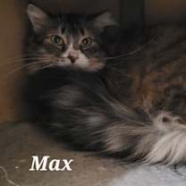 Thumbnail photo of Max #2