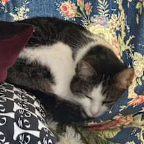 Thumbnail photo of Pepper #2