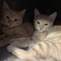 Thumbnail photo of Wesley & Bacon #3