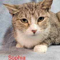 Thumbnail photo of Sophia #1
