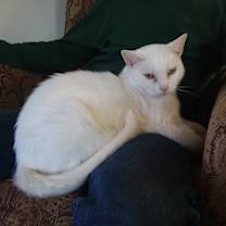 Thumbnail photo of Tomato #2