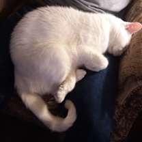 Thumbnail photo of Tomato #3