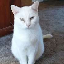 Thumbnail photo of Tomato #1