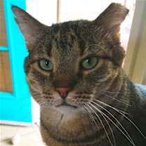 Thumbnail photo of Big Boy [Permanent Foster] #1
