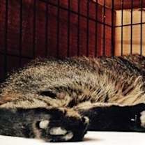 Thumbnail photo of Big Boy [Permanent Foster] #2