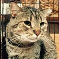 Thumbnail photo of Big Boy [Permanent Foster] #3