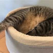 Thumbnail photo of Big Boy [Permanent Foster] #4