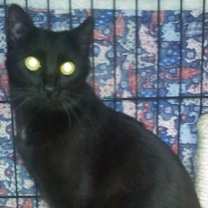 Thumbnail photo of Inky [Permanent Foster] #1