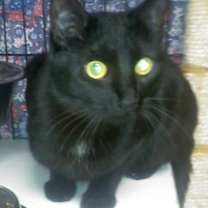 Thumbnail photo of Inky [Permanent Foster] #2