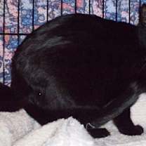 Thumbnail photo of Inky [Permanent Foster] #3