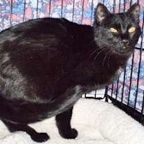 Thumbnail photo of Inky [Permanent Foster] #4