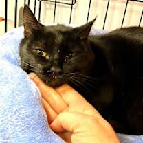 Thumbnail photo of Sissi #1