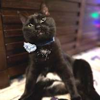 Thumbnail photo of Sissi #3