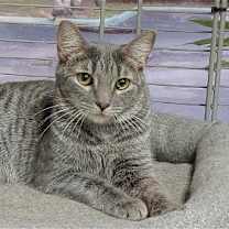 Thumbnail photo of Silver #1