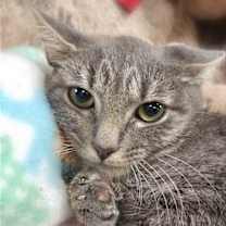 Thumbnail photo of Silver #2