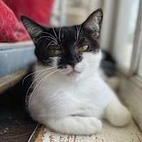 Thumbnail photo of Chai #2