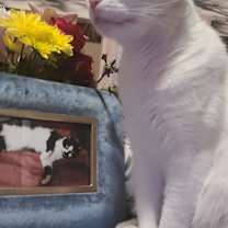 Thumbnail photo of Mulla #1
