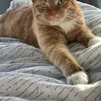 Thumbnail photo of Simba #3