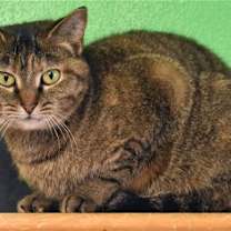 Thumbnail photo of Kit kat #2