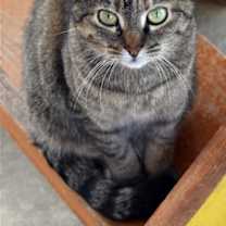 Thumbnail photo of Kit kat #3