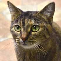 Thumbnail photo of Kit kat #4