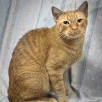 Thumbnail photo of Nugget #2