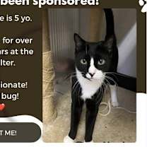 Thumbnail photo of Stellaine #1