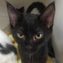 Thumbnail photo of Ollie #1