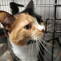 Thumbnail photo of Calie #1