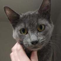 Thumbnail photo of Sadie #1