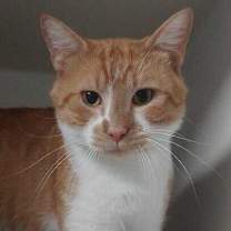 Thumbnail photo of Teddy #1