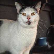 Thumbnail photo of Opal #1