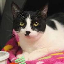 Thumbnail photo of Clover #1