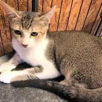 Thumbnail photo of Calla #1