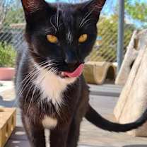 Thumbnail photo of Lucius #1