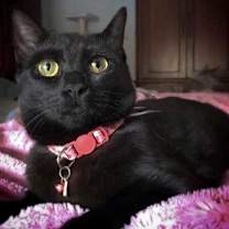 Thumbnail photo of Arizona 2yr+ #1