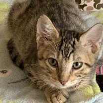 Thumbnail photo of Lucas #1