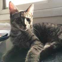 Thumbnail photo of Julep #1