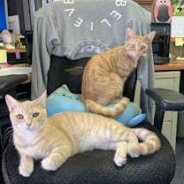 Thumbnail photo of Wesley & Bacon #1