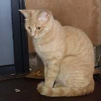 Thumbnail photo of Jani (Johnny) #1