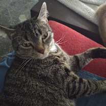 Thumbnail photo of Piggy Sue #1