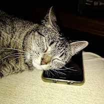 Thumbnail photo of Piggy Sue #2