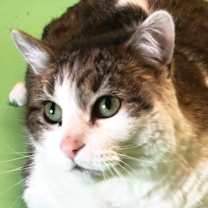 Thumbnail photo of Cody #1