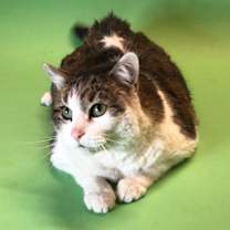 Thumbnail photo of Cody #3